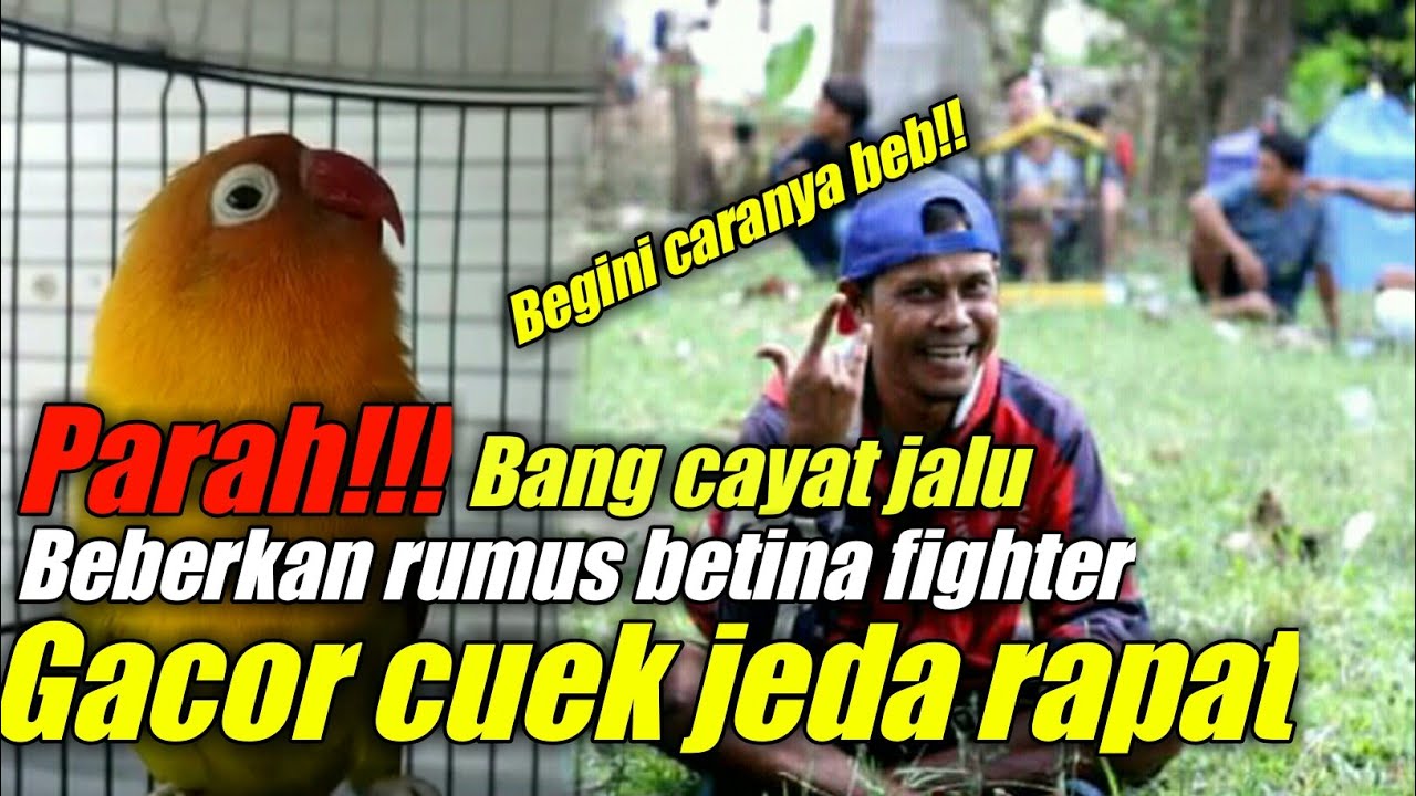 cara membuat lovebird fighter gacor cuek tidak pilih lawan