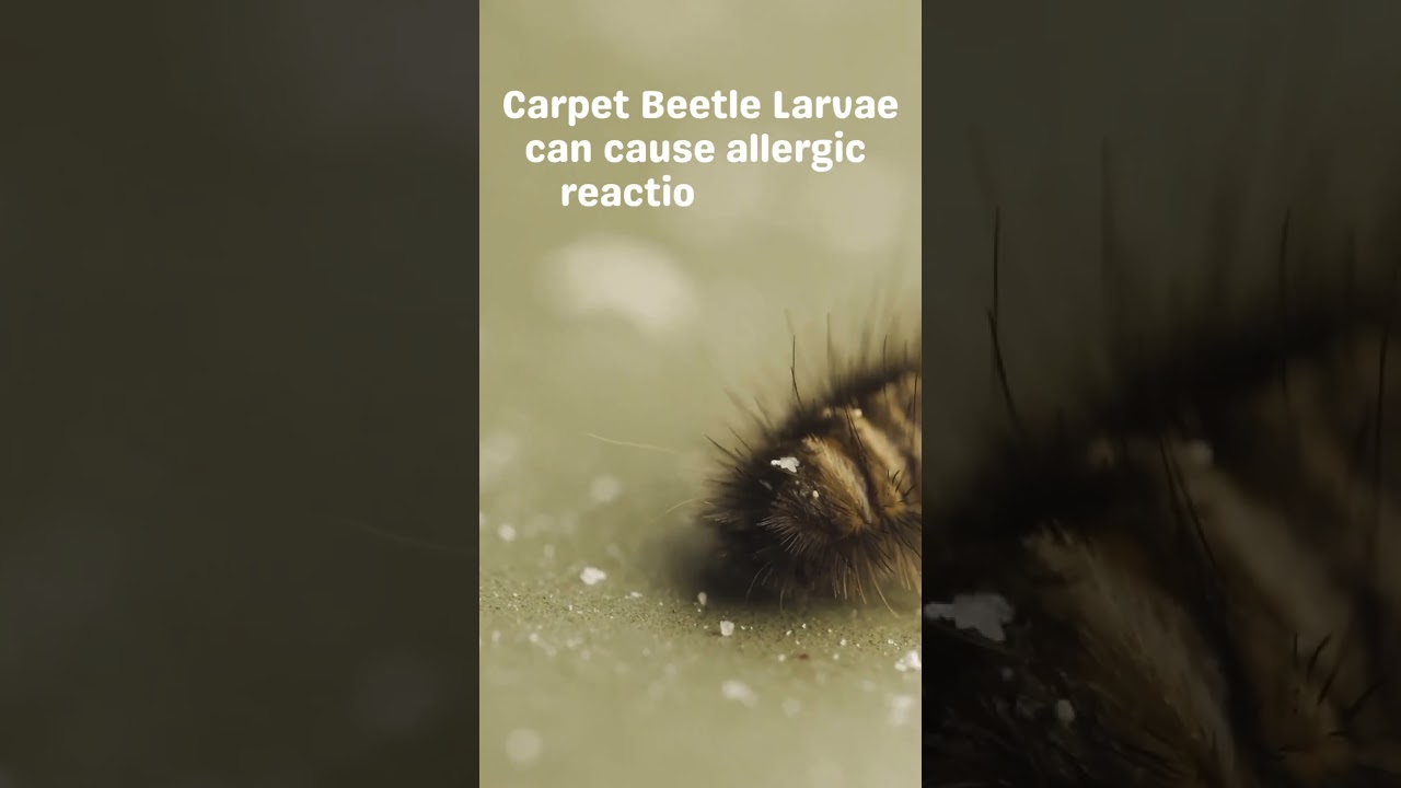 Carpet Beetle Larvae 101 😅 #carpetbeetles #carpetbeetlelarvae