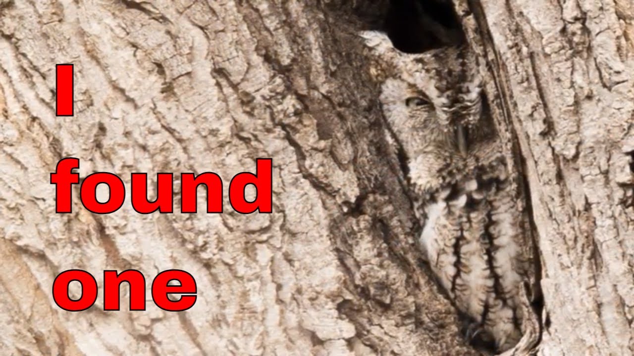 Searching for Screech owl