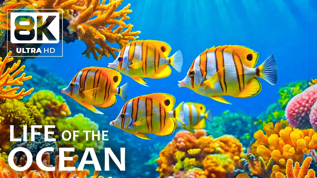 Relaxing Coral Reef Life in 8K – A Quiet Underwater Journey for Rest and Meditation