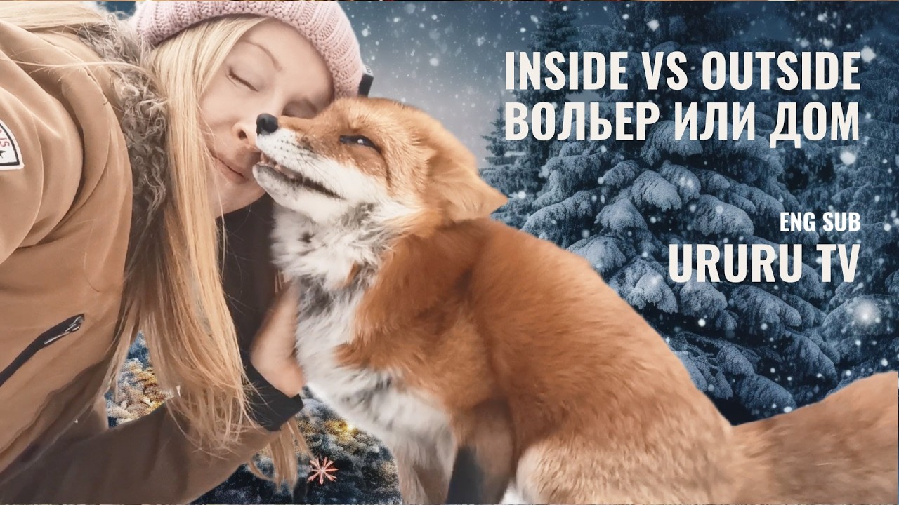 Где лучше содержать лису в качестве домашнего питомца?