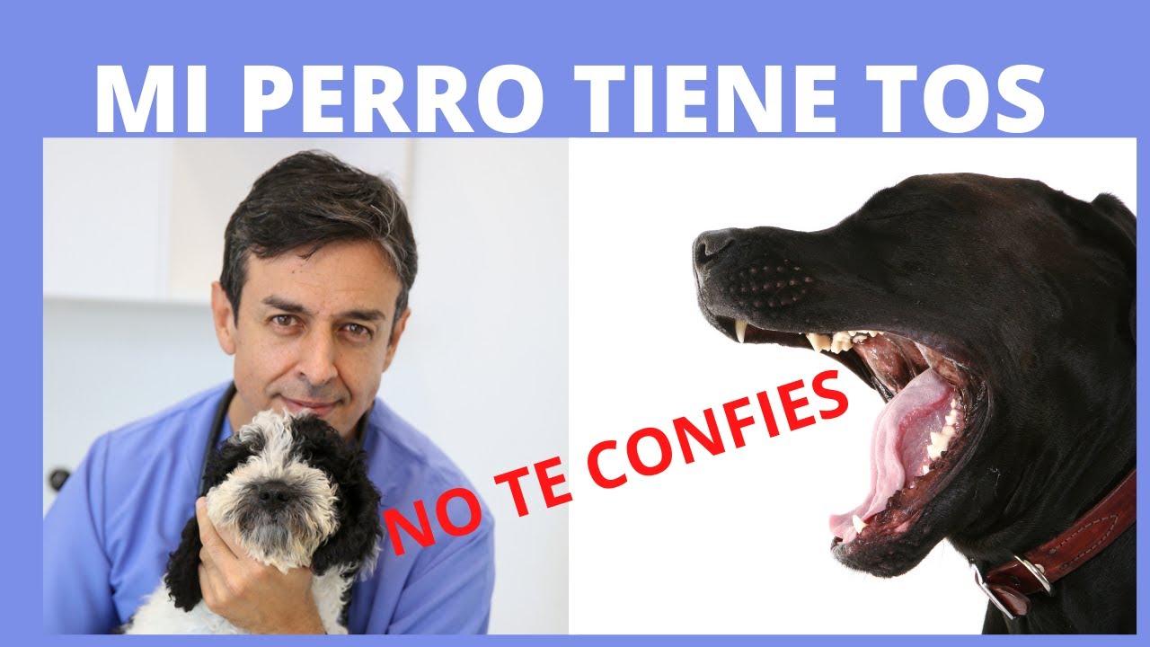 💥💥  MI PERRO TIENE TOS/ ¿Por qué tose mi perro? 💥💥