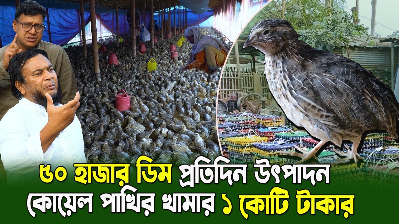 বাংলাদেশের সবচেয়ে বড় কোয়েল পাখির খামার | ব্যবসার রহ*স্য!