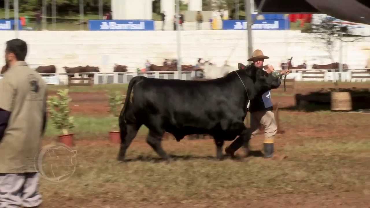 ANGUS TV PROGRAMA 12 - O Canal Oficial da Ra&ccedil;a Angus