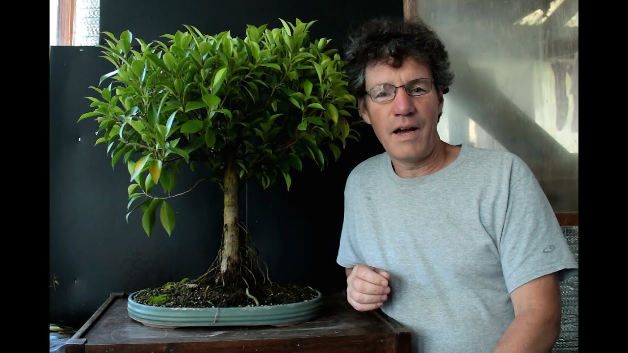 Ficus microcarpa Bonsai from Seed, Sept 2016