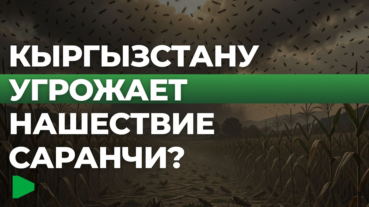 Нашествие саранчи в Кыргызстане: как спасают поля | НОМАД ТВ