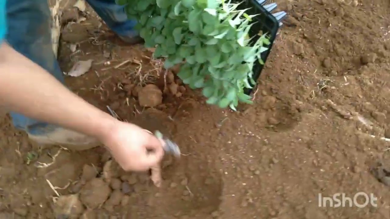 vamos de plantio de couve de folha hi crop , e falando de cheiro verde e pimentão@aqui na horta 🌱🌱