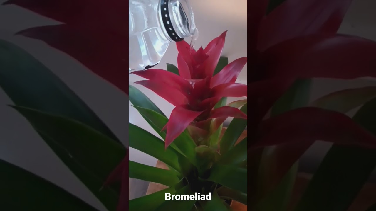 Watering my bromeliad