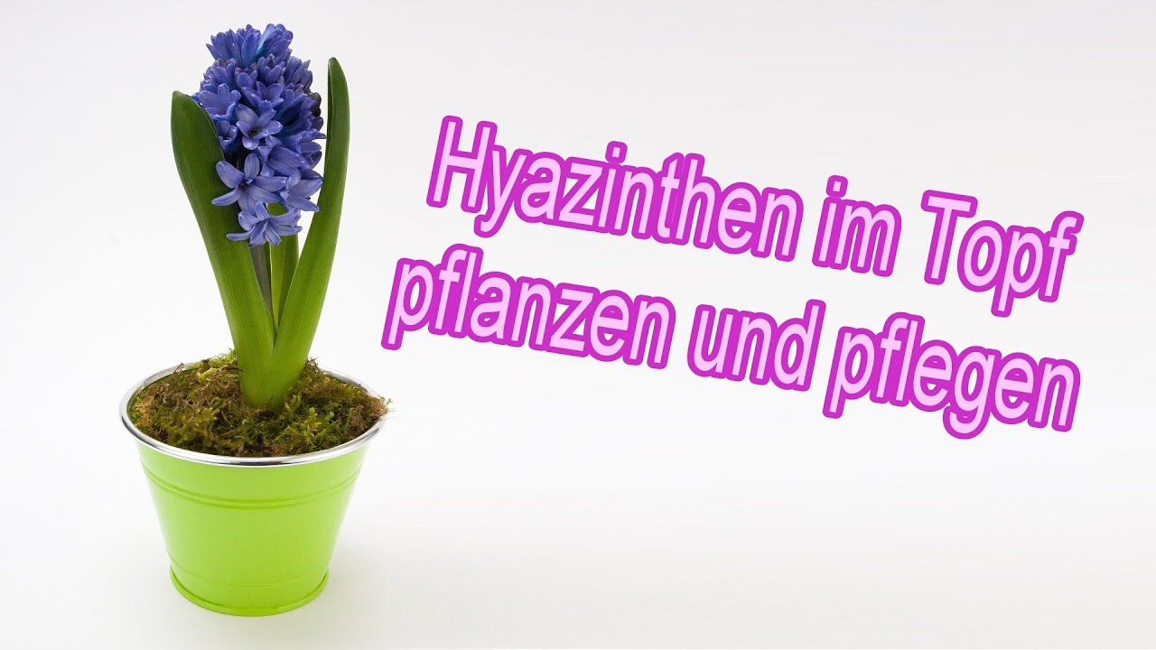 Hyazinthen im Topf pflanzen, pflegen, halten und &uuml;berwintern Anleitung