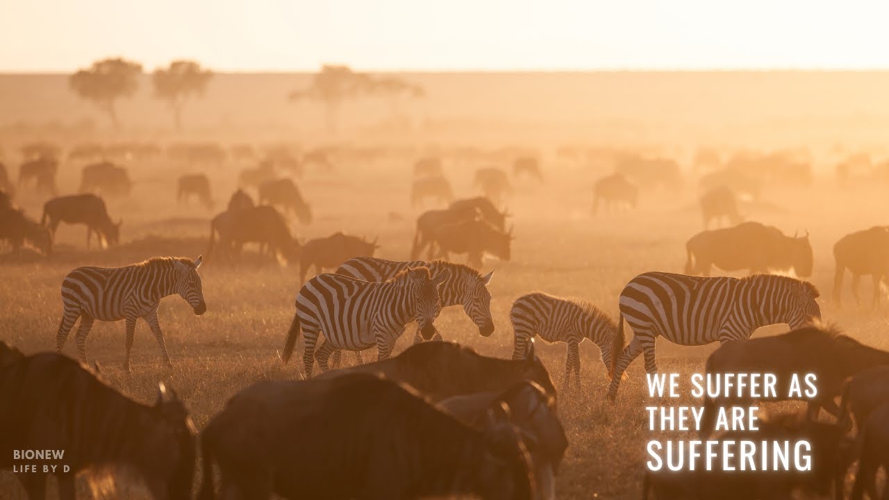 Species Migration and Distribution Shifts | The effects of climate change on wildlife and ecosystems