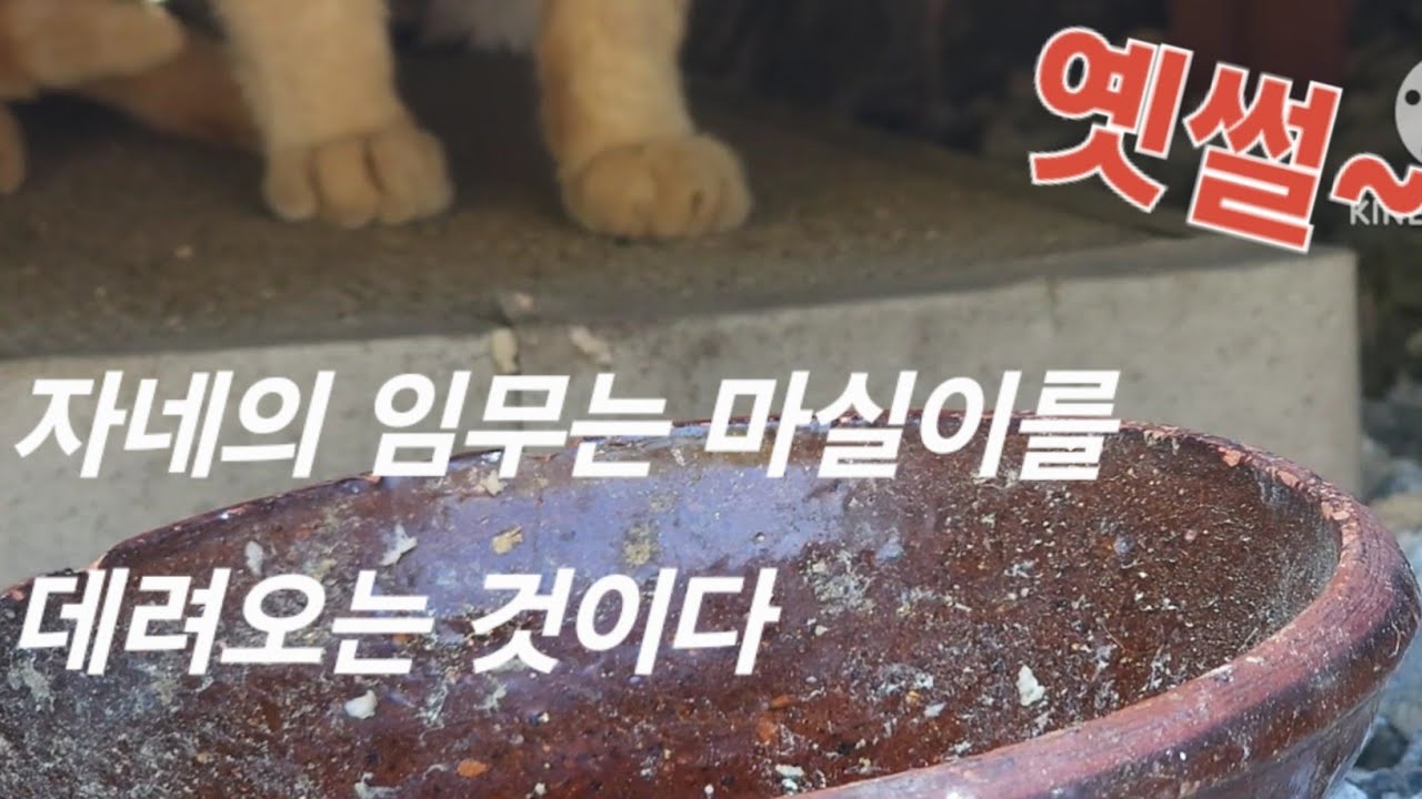 EP.2하동 시골집,  '노랭이와 애기' | 길고양이, 사료나눔