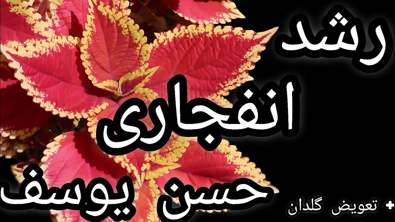 روش پربرگ شدن حسن یوسف + رشد انفجاری حسن یوسف + پرپشت شدن گیاه حسن یوسف + رشد سریع حسن یوسف
