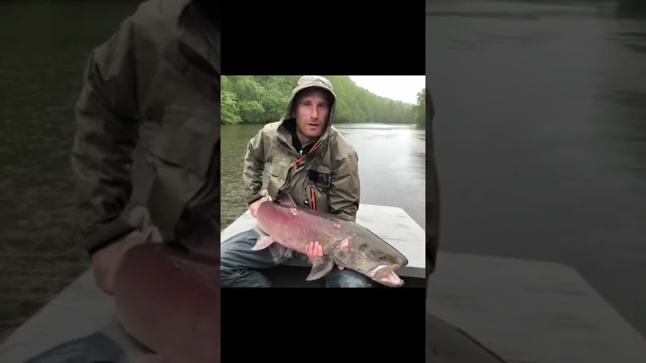 Крупный Сахалинский Таймень. #salmon #hucho #ярик_рыбак #река #таймень