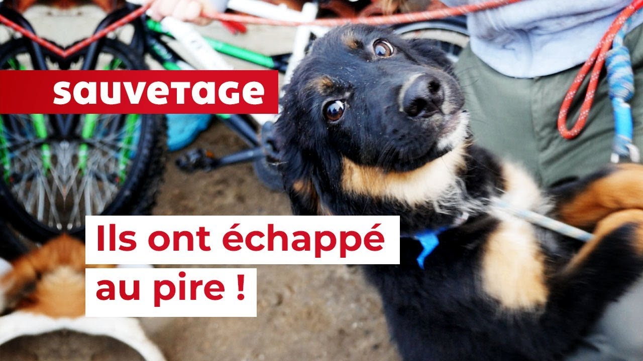 Sauvetage de 91 animaux dans une décharge à ciel ouvert