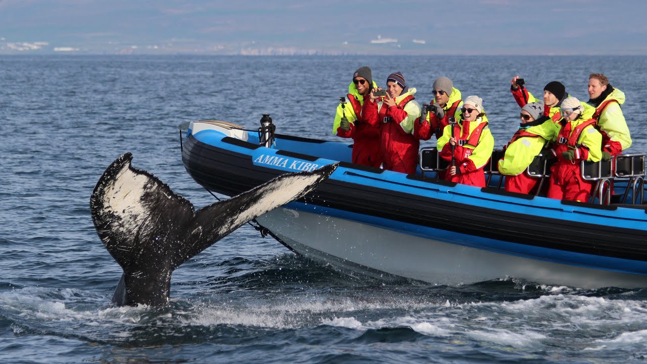 Big Whale Safari & Puffins &ndash; Modern RIB Speedboats, Whale Watching from H&uacute;sav&iacute;k, Iceland