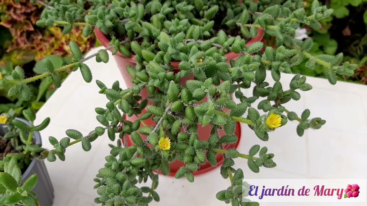 Delosperma echinatum🥰 | Cuidados #suculentas #jardinería