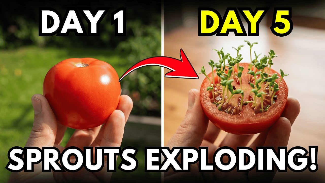 Never Buy Seeds Again! Grow Tomatoes in 5 Days from Kitchen Waste