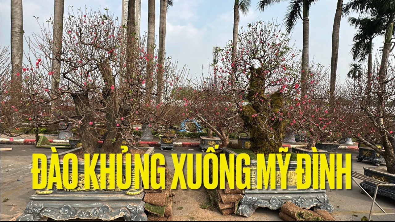 ĐÀO MỘC CHÂU KHỦNG ĐÃ CÓ MẶT TẠI MỸ ĐÌNH, KHU VỰC DÀNH CHO KHÁCH VIP, NGUYỆT LÊN HÀNG NÓNG
