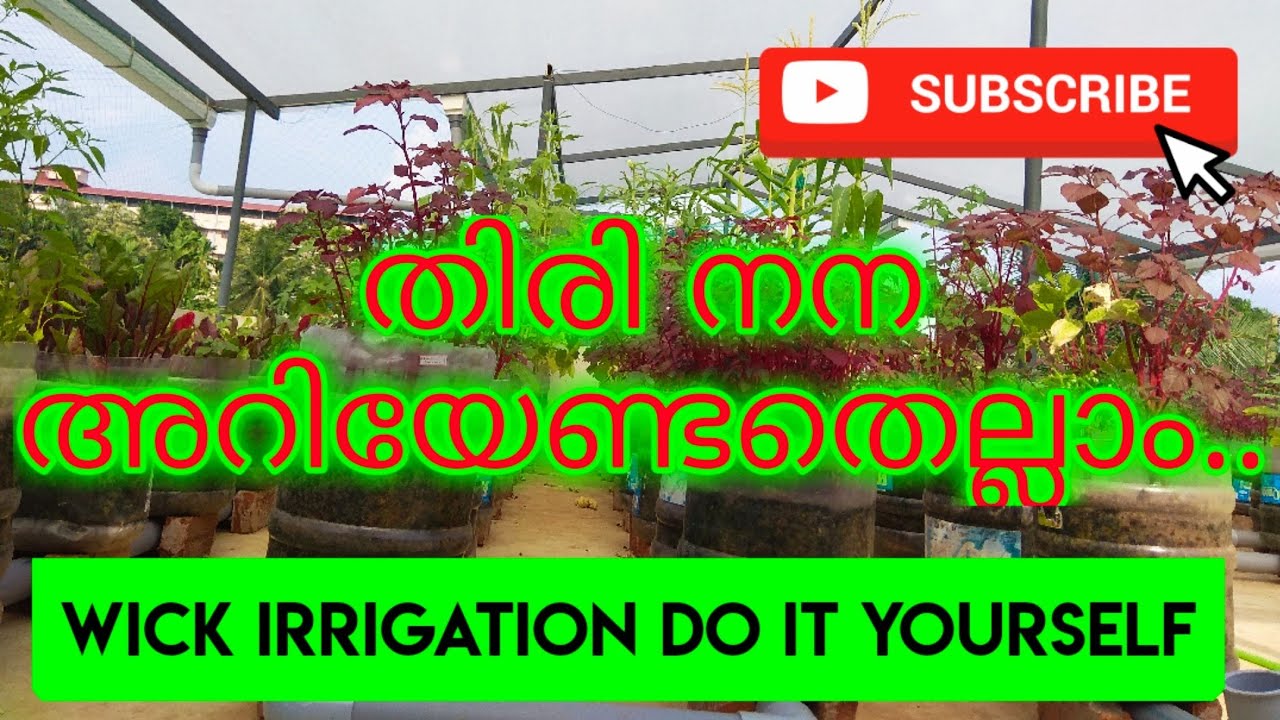 Wick Irrigation or Thiri Nana #DIY Information for self watering in Terrace Vegetable Gardens