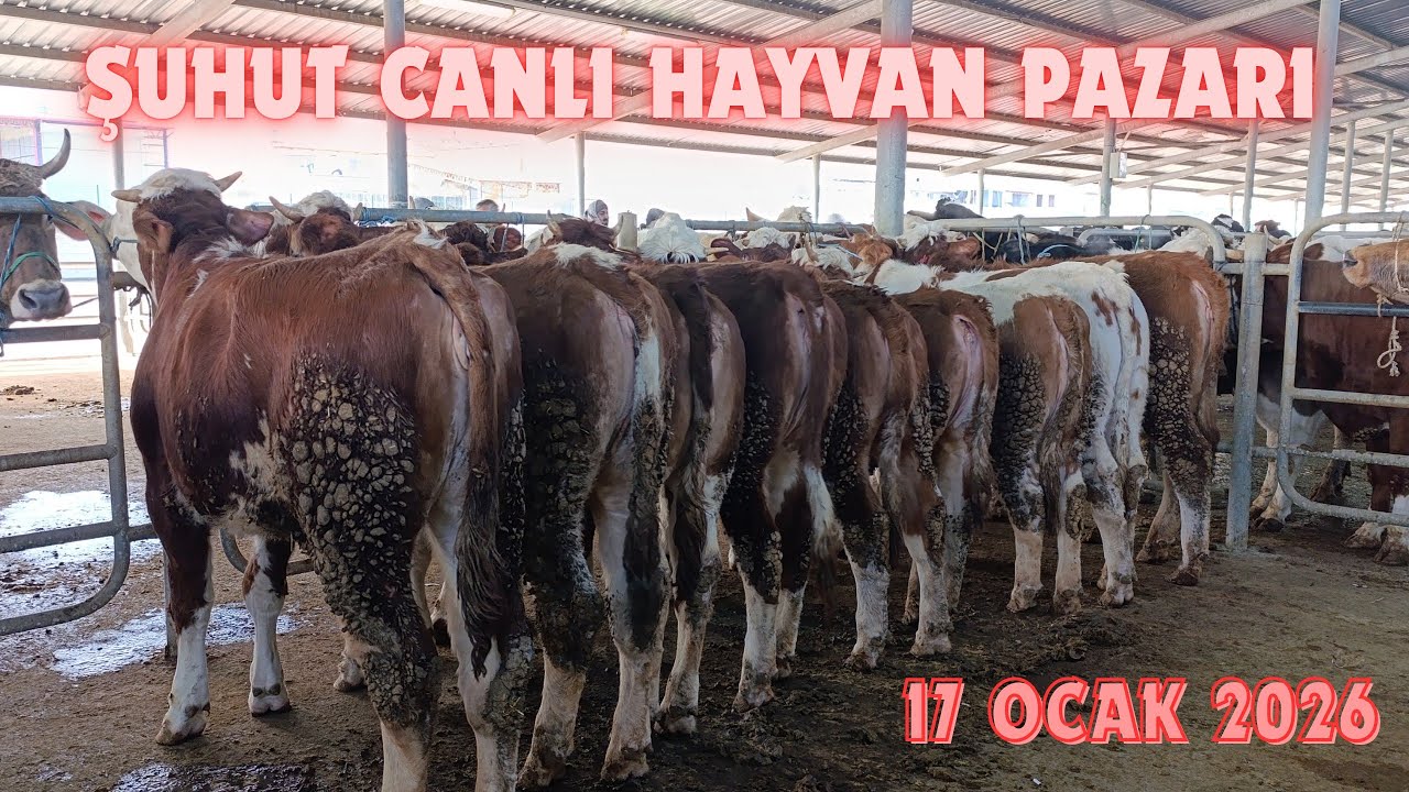 AFYON ŞUHUT CANLI HAYVAN PAZARI 17 OCAK 2026 