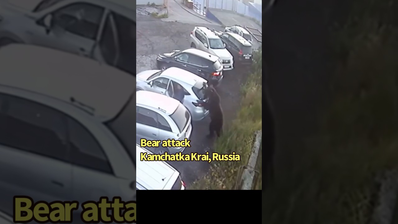 Bear charges at man and attacks car in Russia