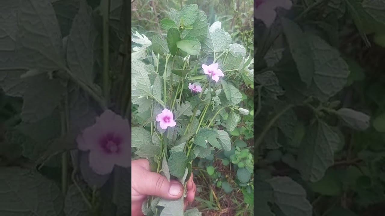 Urena lobata , nome popular: Guaxima rosa.....nome ioruba: Ilasa omod&eacute;