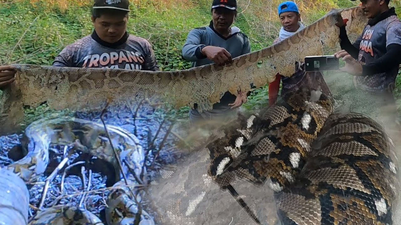 Dambuhalang sawa sa tarlac Part 3