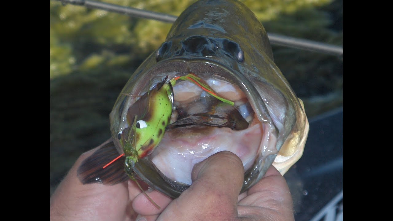 California Frog Frenzy Bass