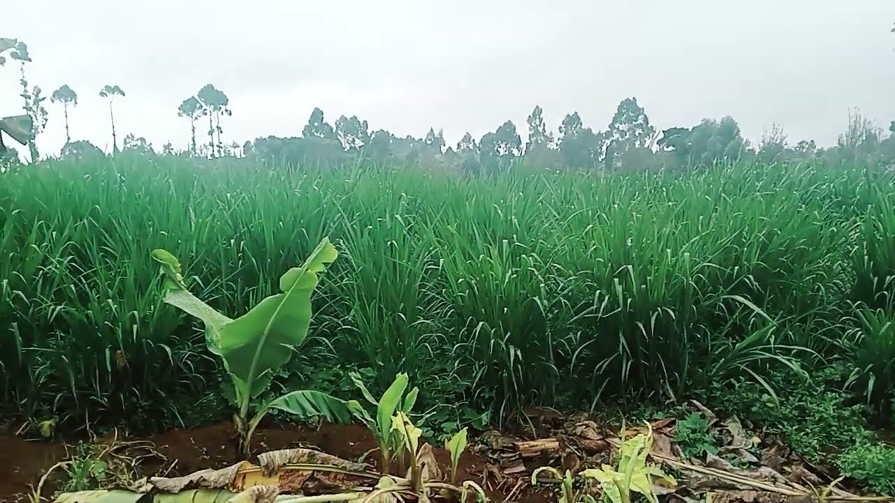 planting super Napier grass for better cost reduction in production