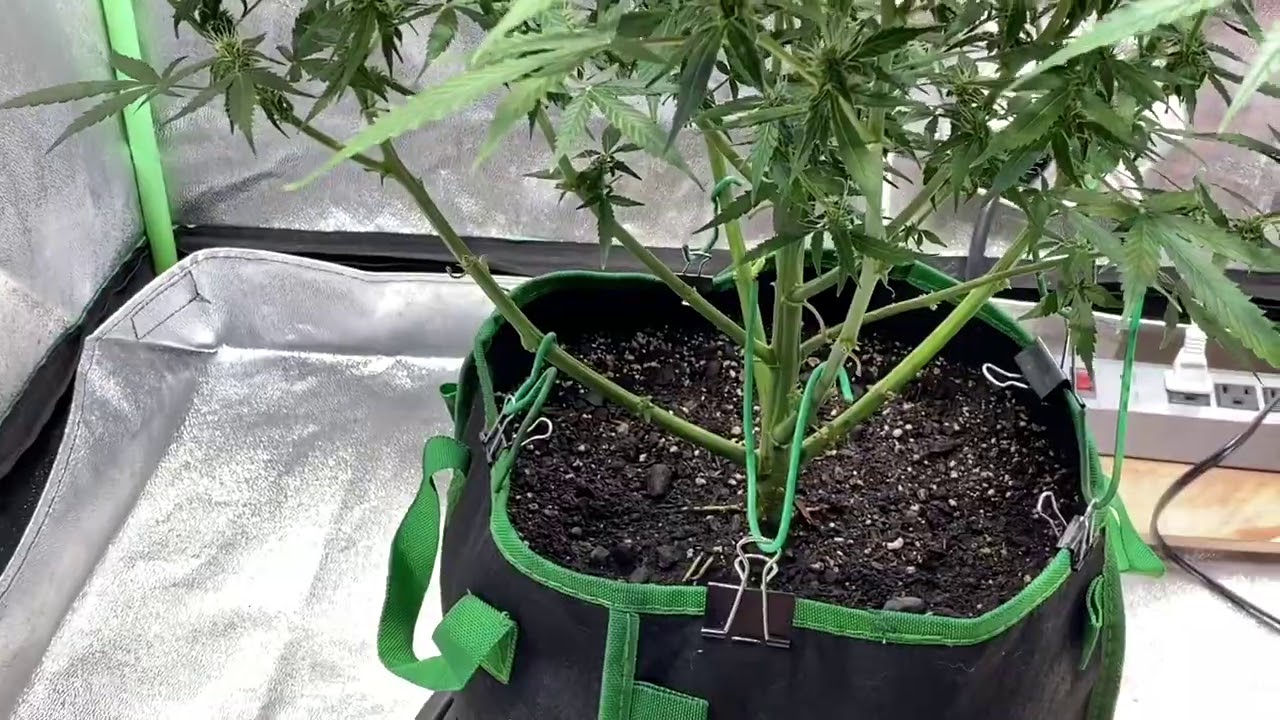 Skunk #1 Autoflower Medical Cannabis Grow Day 62/58