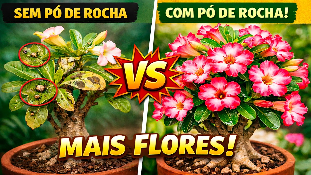 Como fazer sua ROSA DO DESERTO explodir em flores com PÓ DE ROCHA
