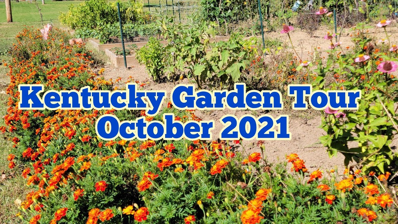 My Backyard Garden in Early Fall | Garden Tour | Gardening in Kentucky