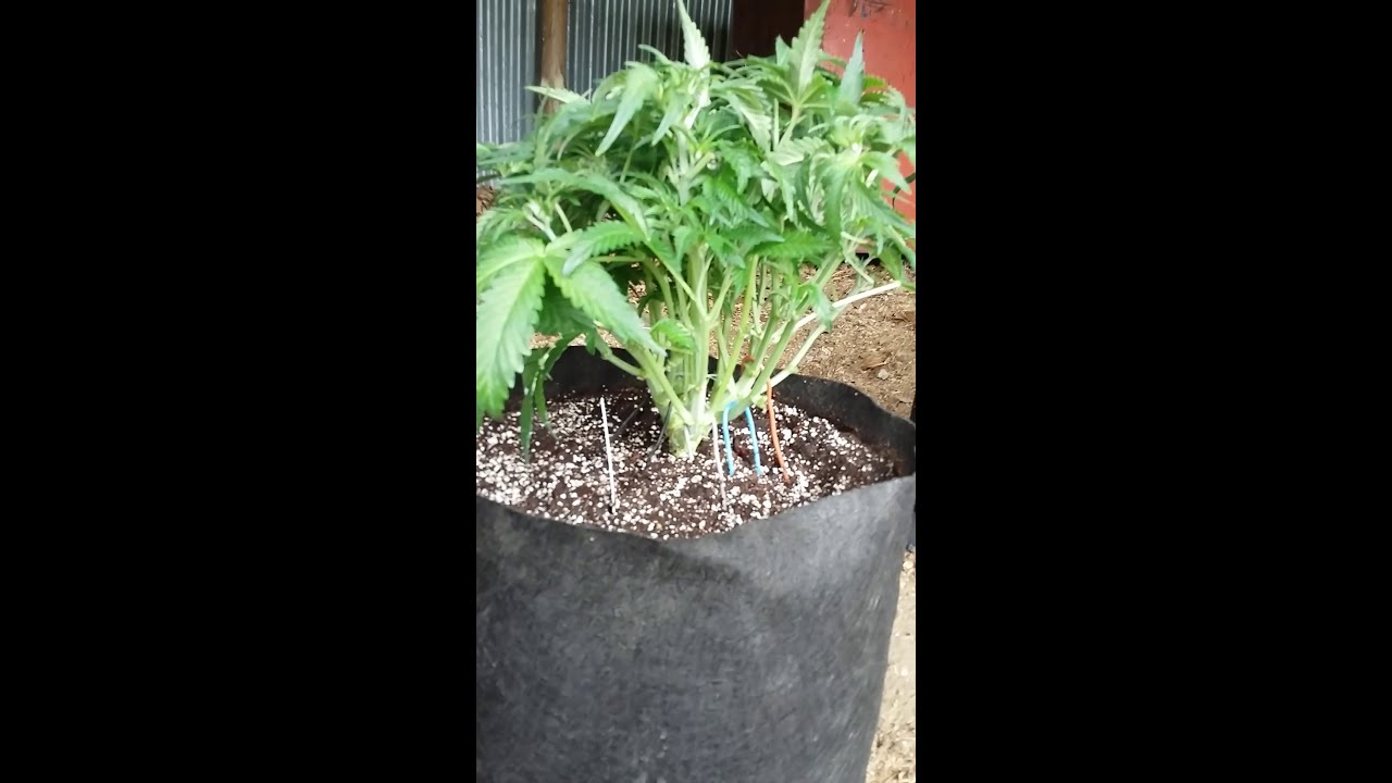 Quick ting! Autoflower update. Blue dream, blackberry kush
