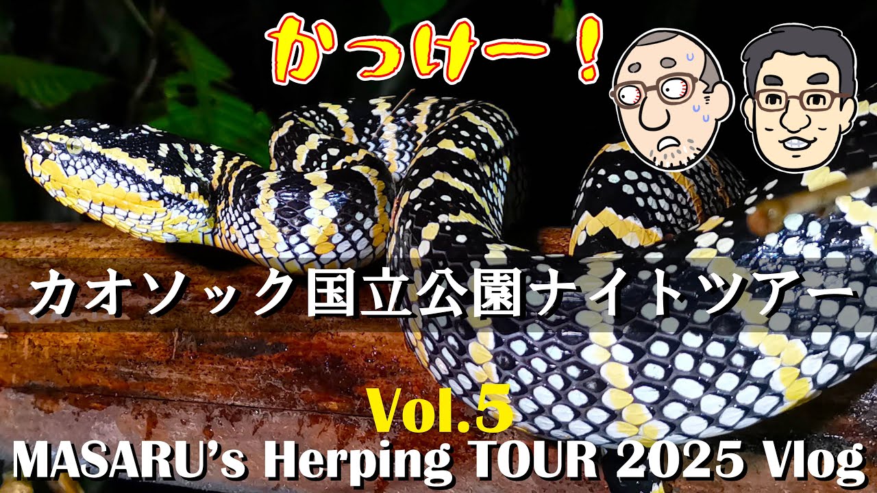 🇹🇭【野生のヨロイハブ！】夜のハーピングは大賑わい！MASARU's Herping TOUR 2025 Vlog.5 | タイ・カオソック編