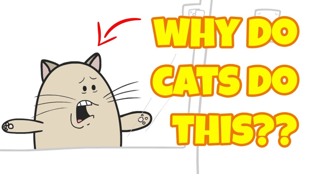 Why Do Cats Do This??