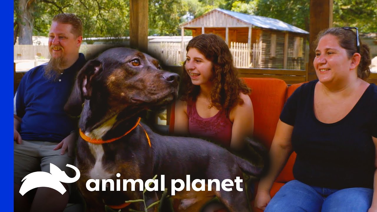 Pleagle the Dog Finds a Loving Home! | Pit Bulls & Parolees