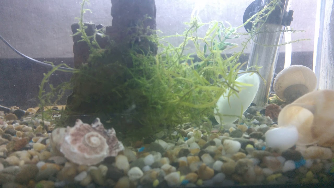 Sve o Plati ribicama