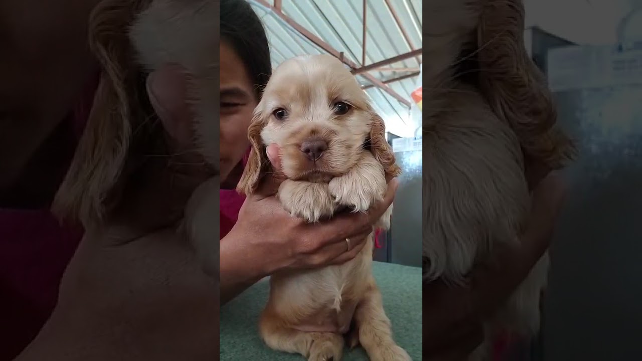COCKER PUPPY RED COLOR  / DELIVERY ALL INDIA - 7204487573 /7619189062 #cockerspaniel #puppyvideos