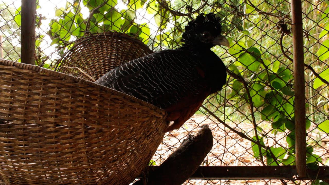 Tráfico y Control de Fauna Silvestre Parte II - TvAgro por Juan Gonzalo Angel