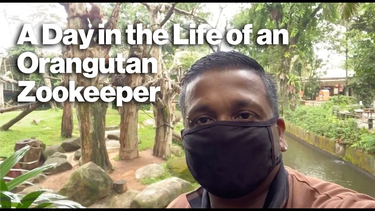 A Day in the Life of an Orangutan ZooKeeper | #TheGreatIndoorsWRS