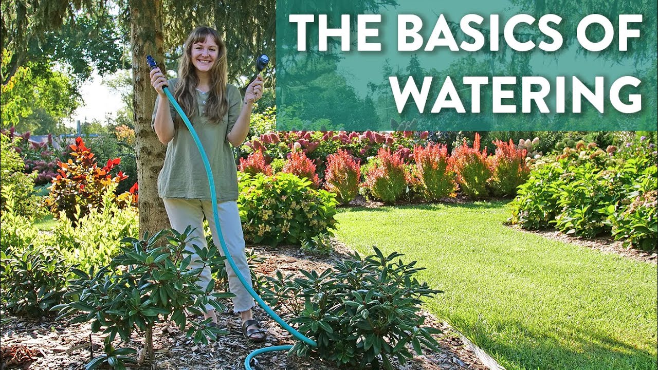 How to Water Shrubs Properly | Knowing When and How to Water