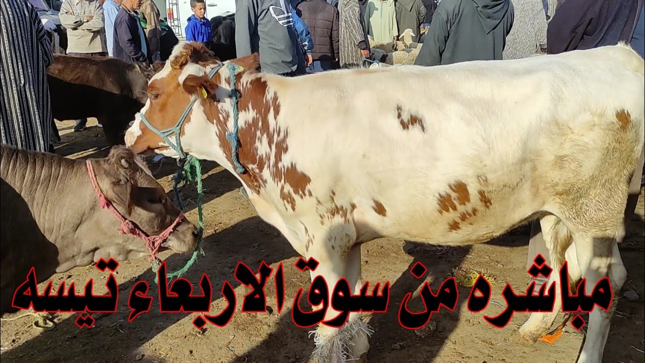 اليوم مباشره  من سوق الاربعاء تيسه الضروبات نتاع العيد اضحى وعجلات 22/05/2024 فرج الممتعه للجميع
