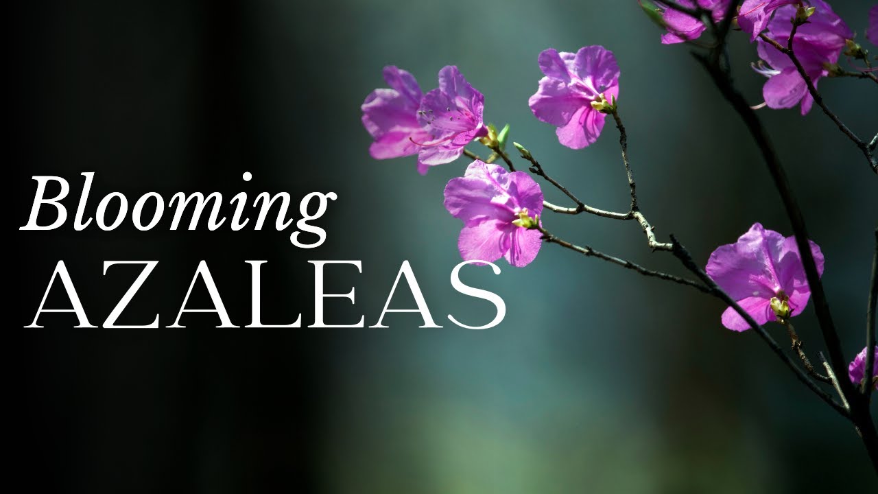 TIME LAPSE Azalea Flower Blooming