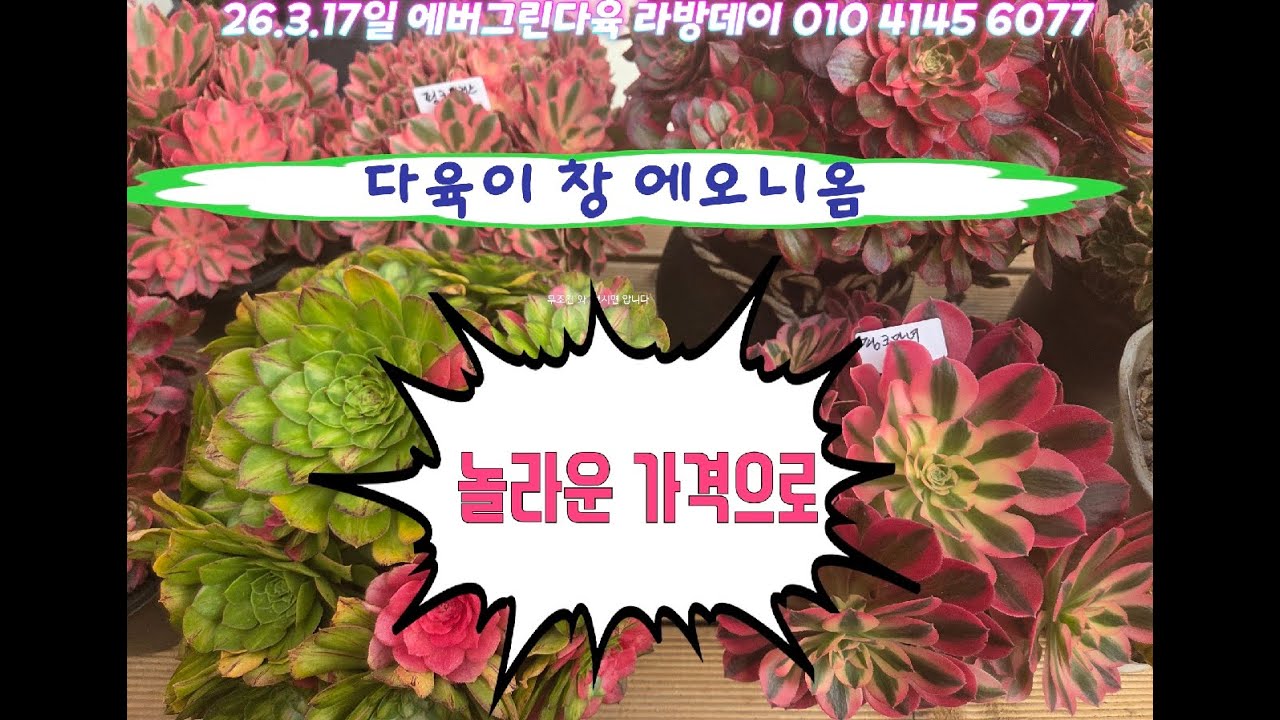 26.3.17일 화요일 에버그린다육 라이브방송 함께해요