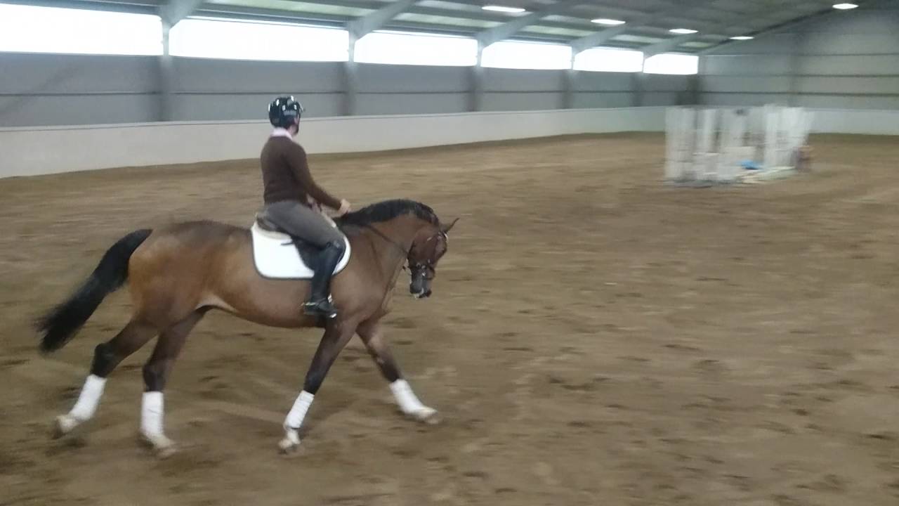Pique CK 5 år