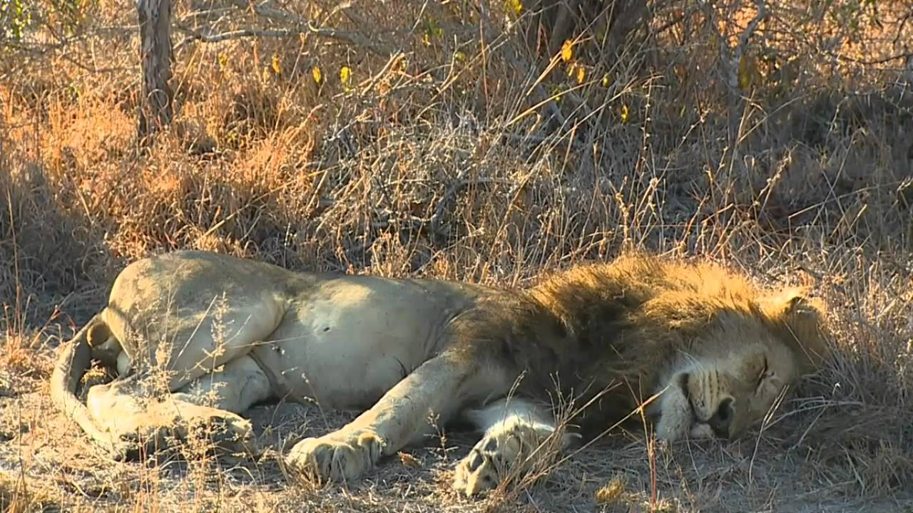 Matimba Male Lion and Leopard Karula AM Drive 7/28/2015