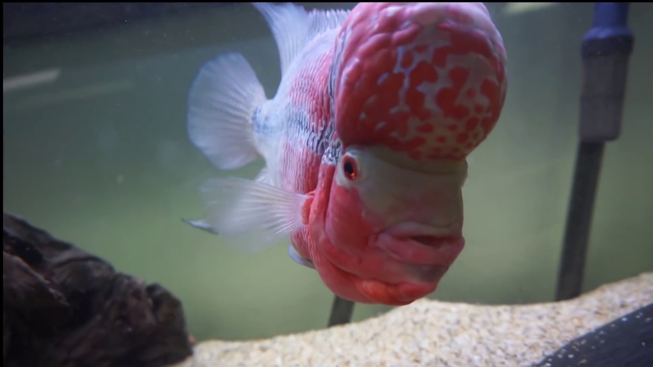 Flowerhorn Care