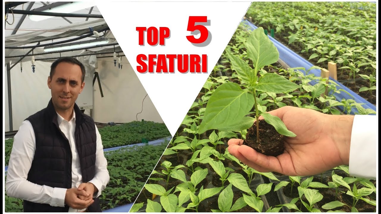 TOP 5 sfaturi pentru răsaduri sănătoase