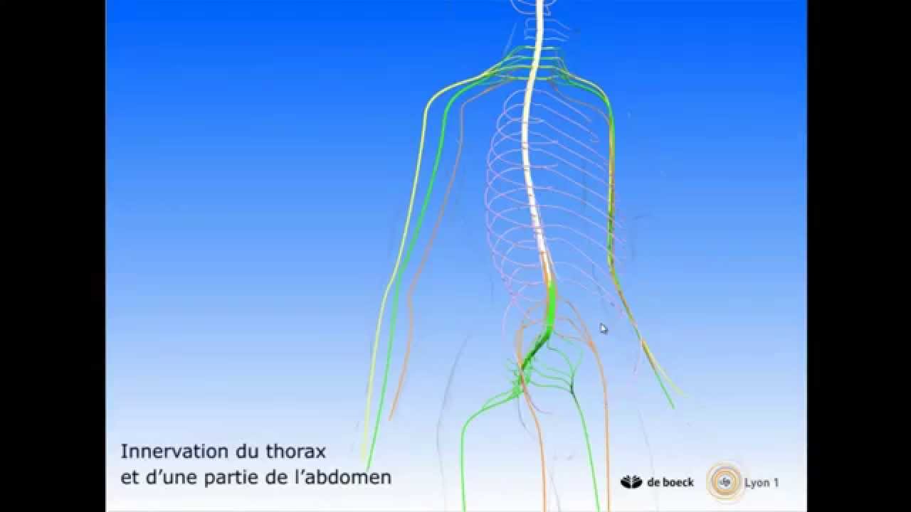 Vidéo sonorisée La moelle épinière et les nerfs rachidiens