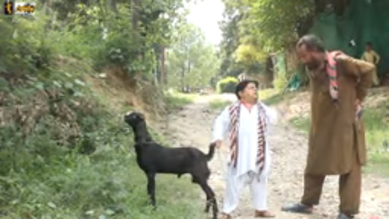 Mithu Khan Ni Bakri / مٹھو خان نے بکری / Pakistani chotu New Comedy / Pothwari Drama